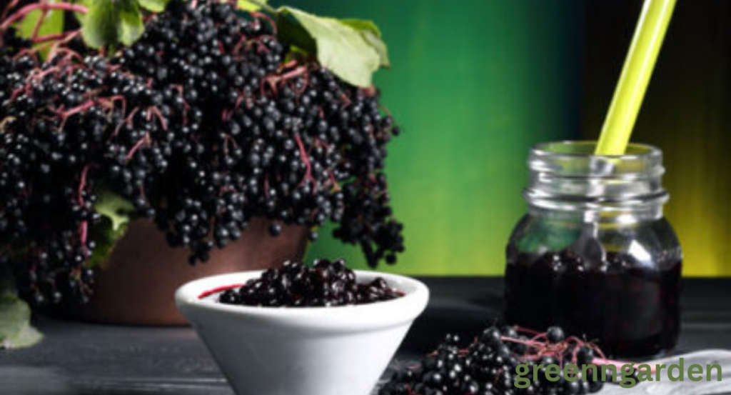 Pokeweed Look Alikes