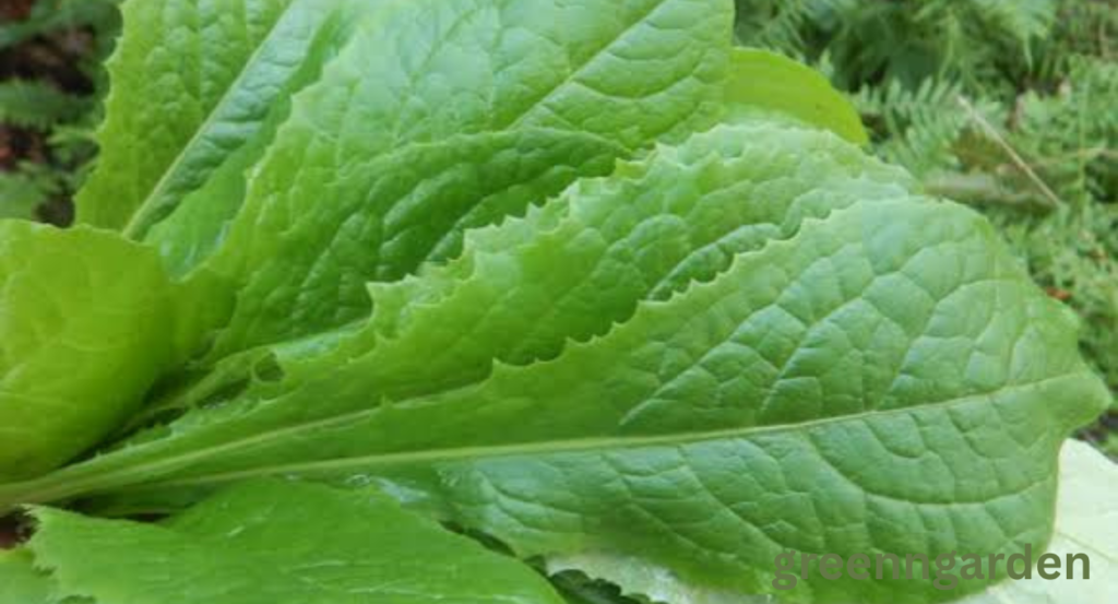 Wild Lettuce Look Alikes
