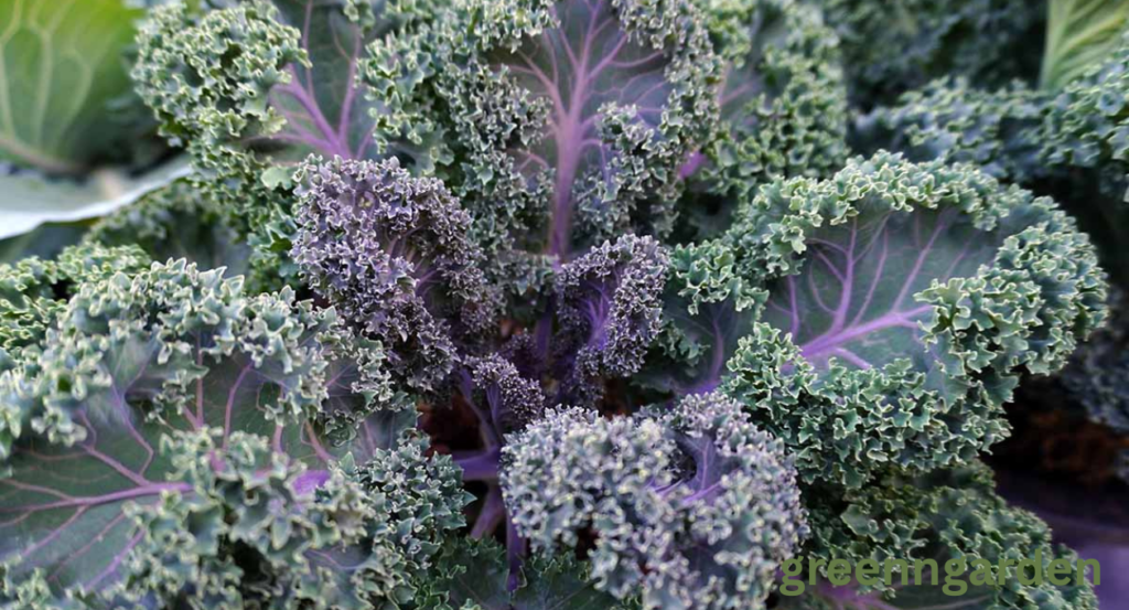 kale shortage