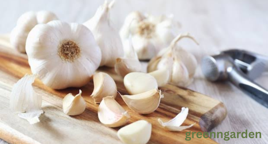 garlic shortage