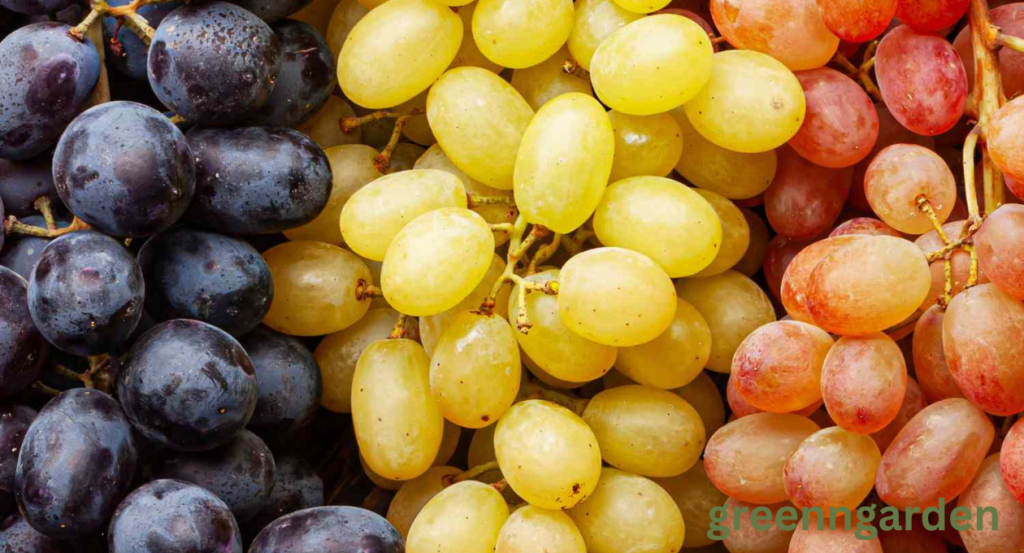 Can Cows Eat Grapes