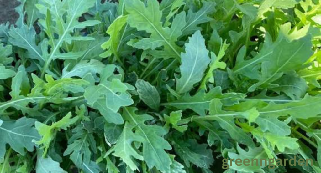 arugula shortage