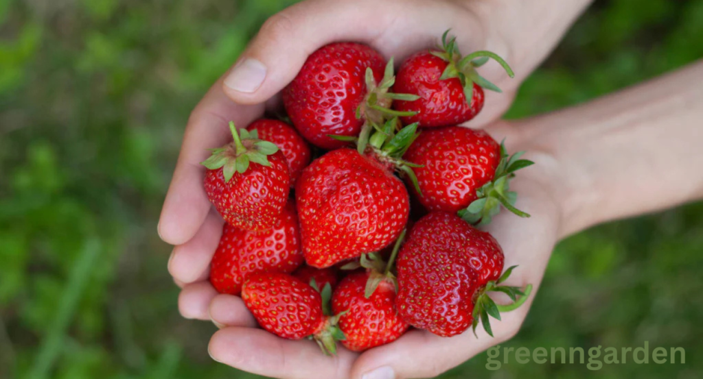 strawberry shortage