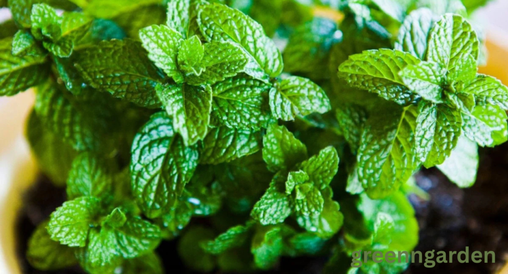 mint shortage