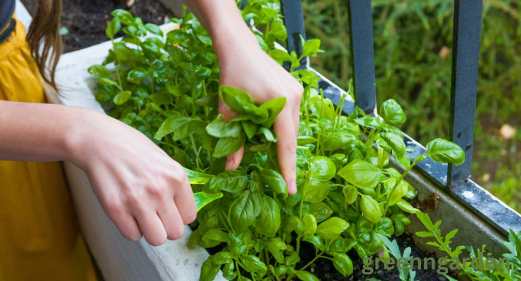 basil shortage
