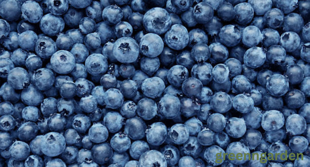 blueberry shortage