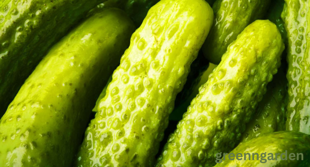 pickle shortage