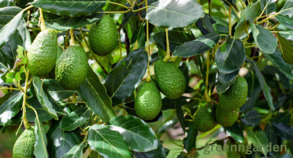 avocado shortage