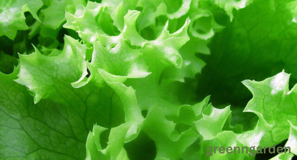 Lettuce Shortage