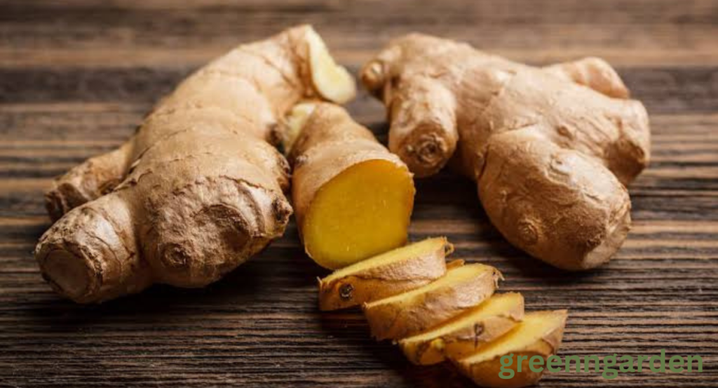 Ginger Shortage