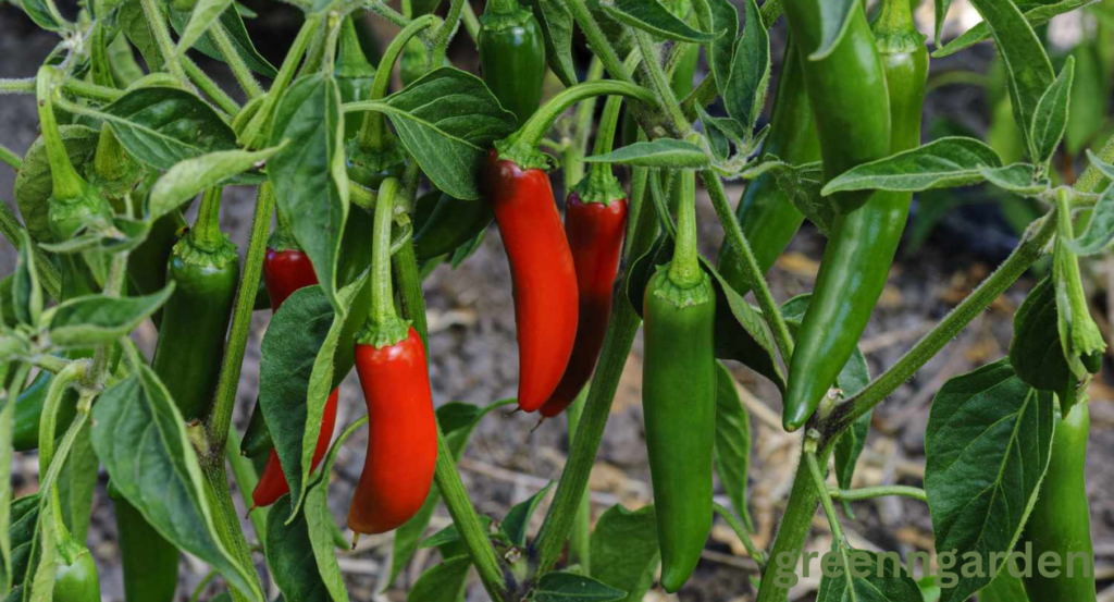 jalapeno shortage