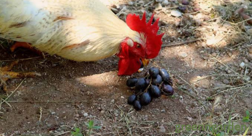 Can Chickens Eat Grapes