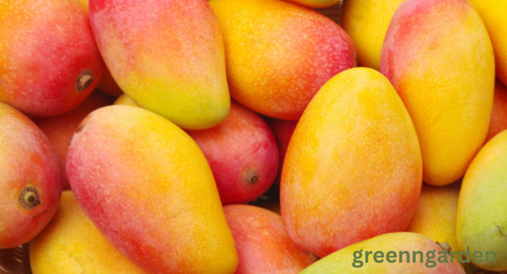 mango shortage