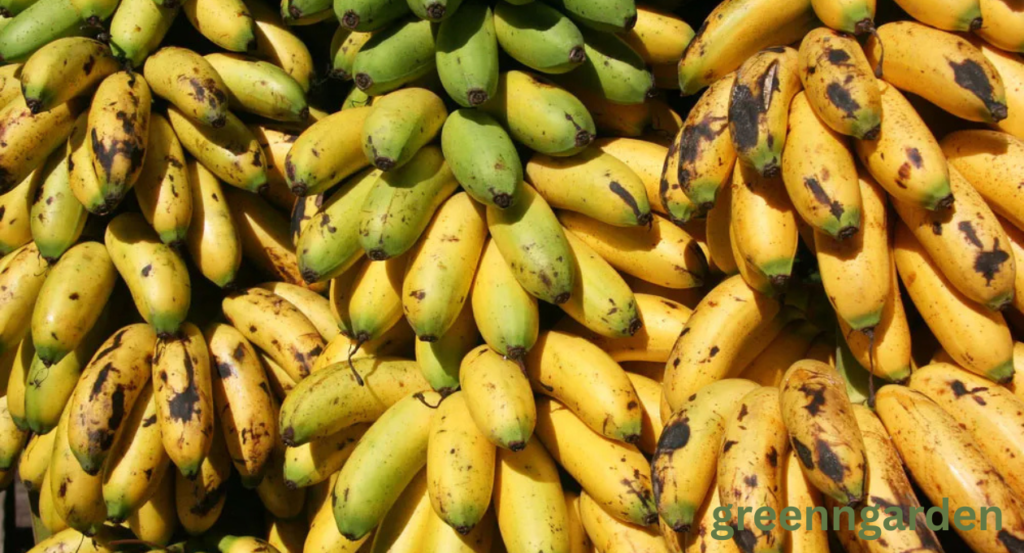 banana shortage
