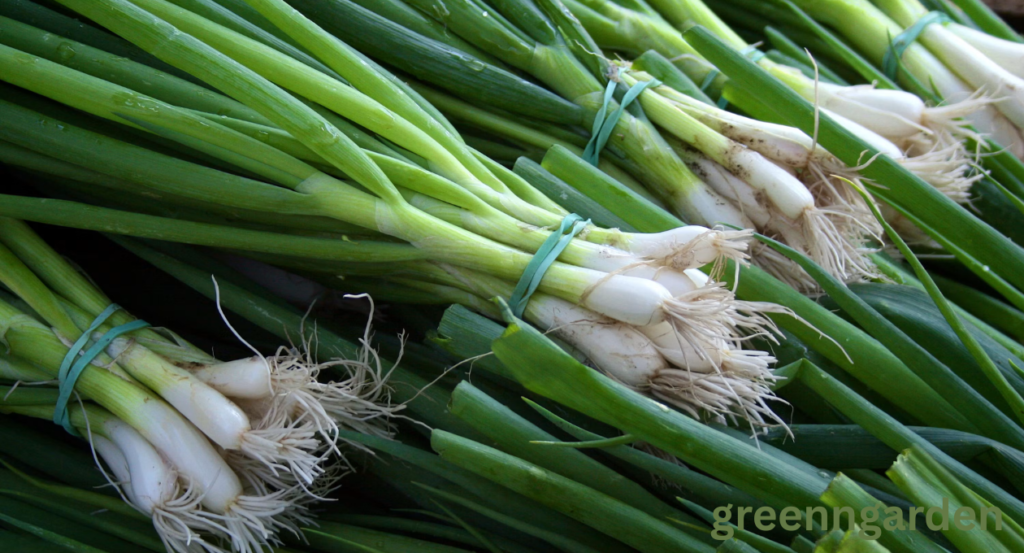 green onion shortage