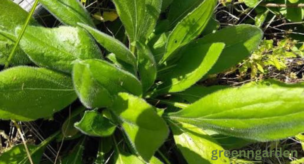 Mullein Look Alikes