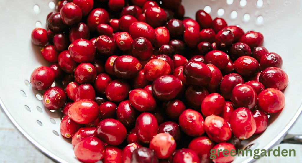 cranberry shortage