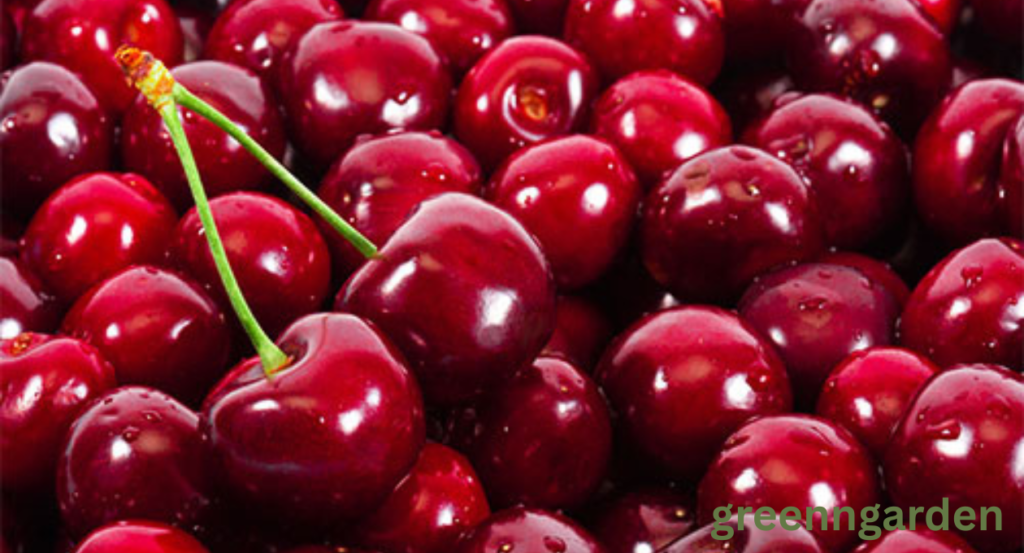 Cherry Harvest Labor Shortage
