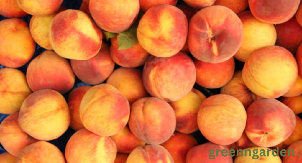 peach shortage