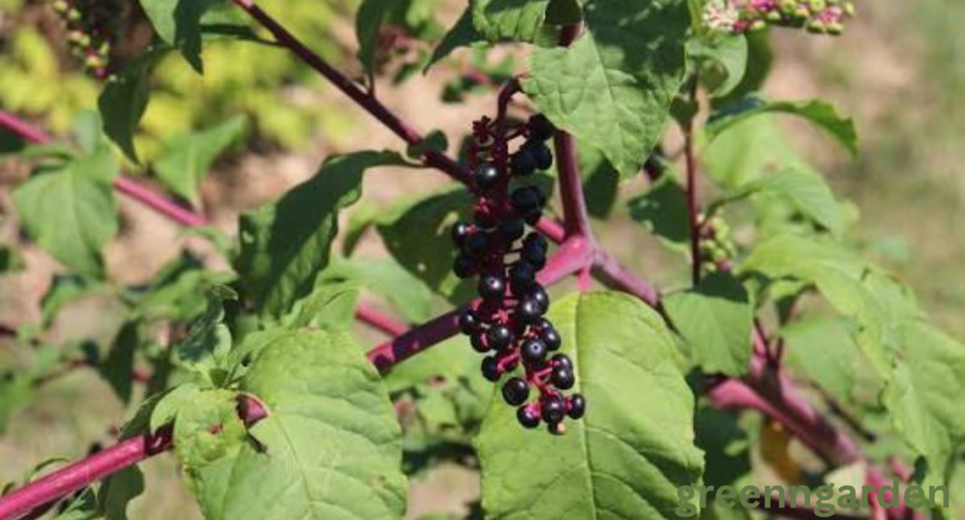 Pokeweed Look Alikes