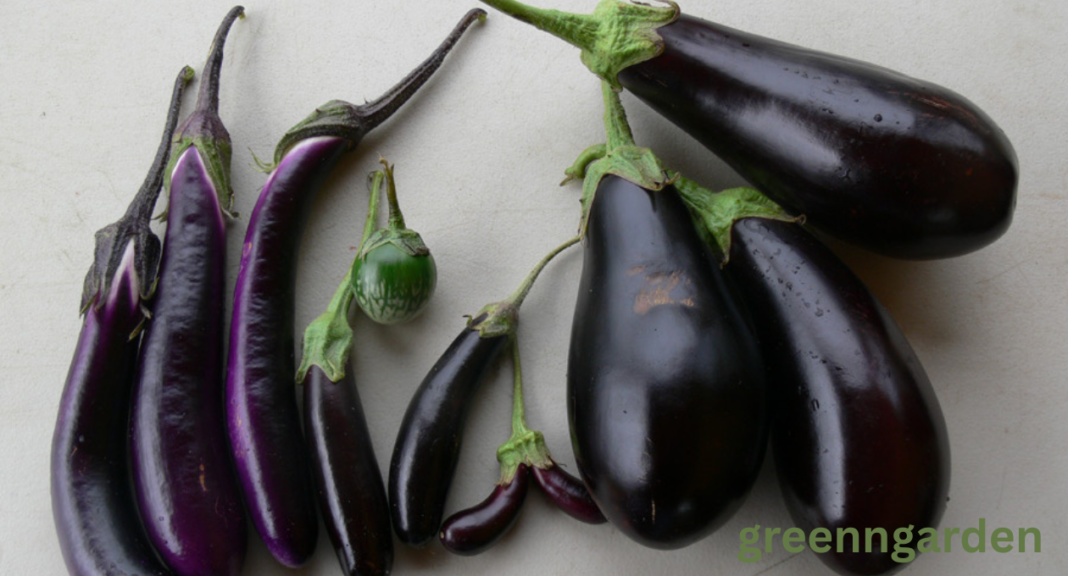 eggplant shortage