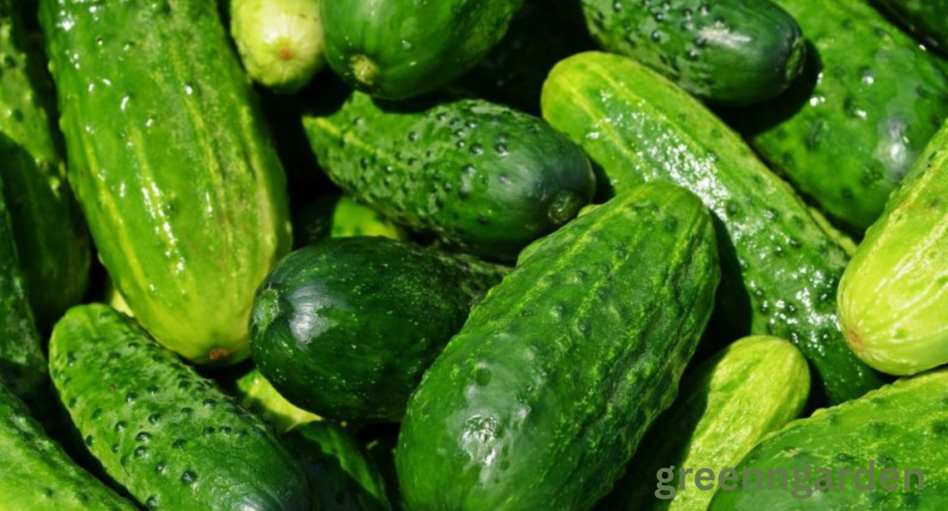pickle shortage