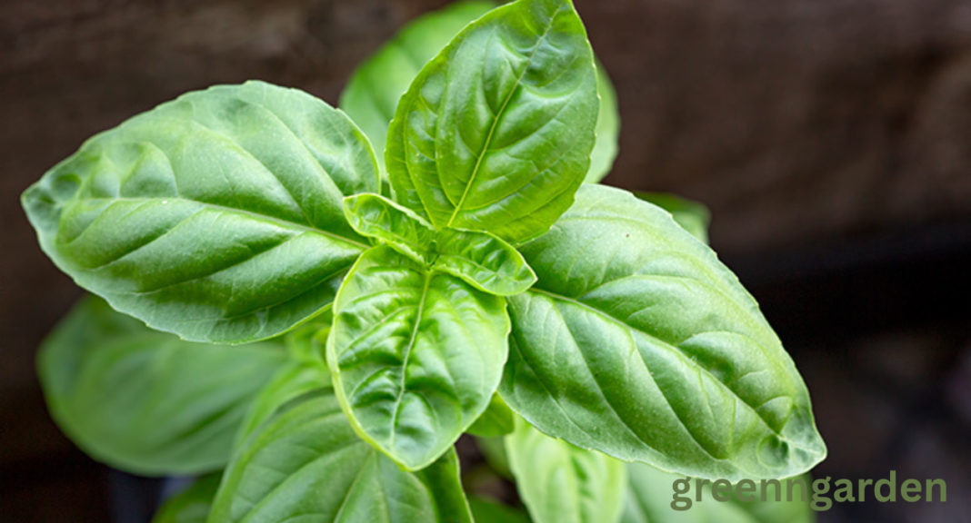 basil shortage