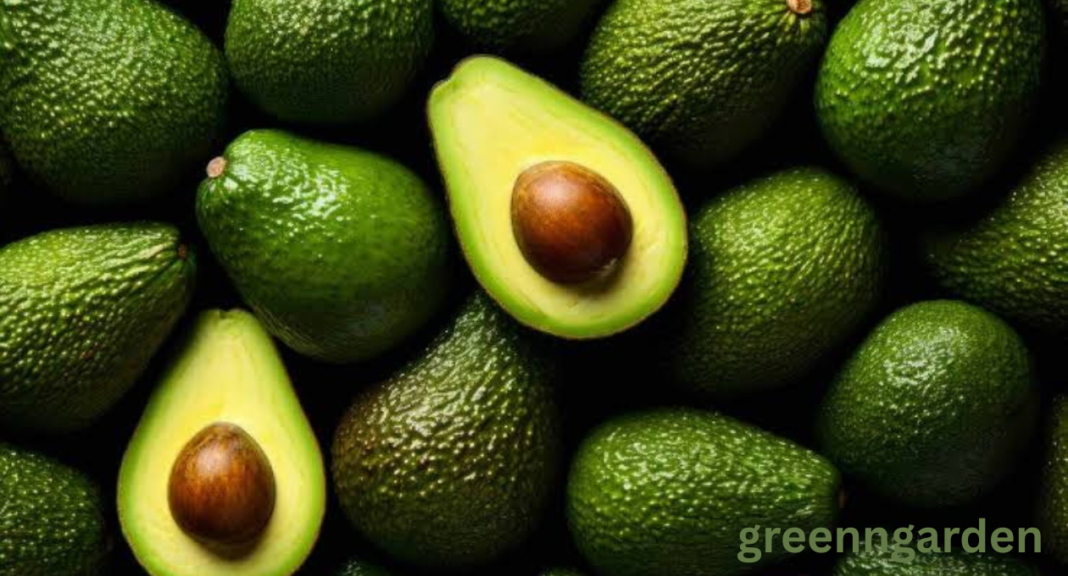 avocado shortage