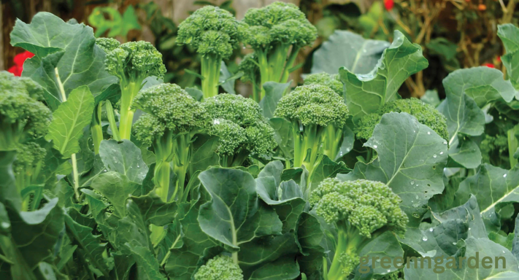 broccoli shortage