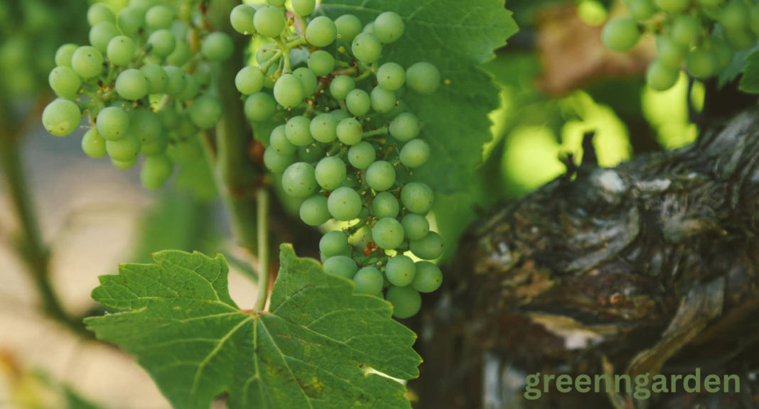 grape shortage