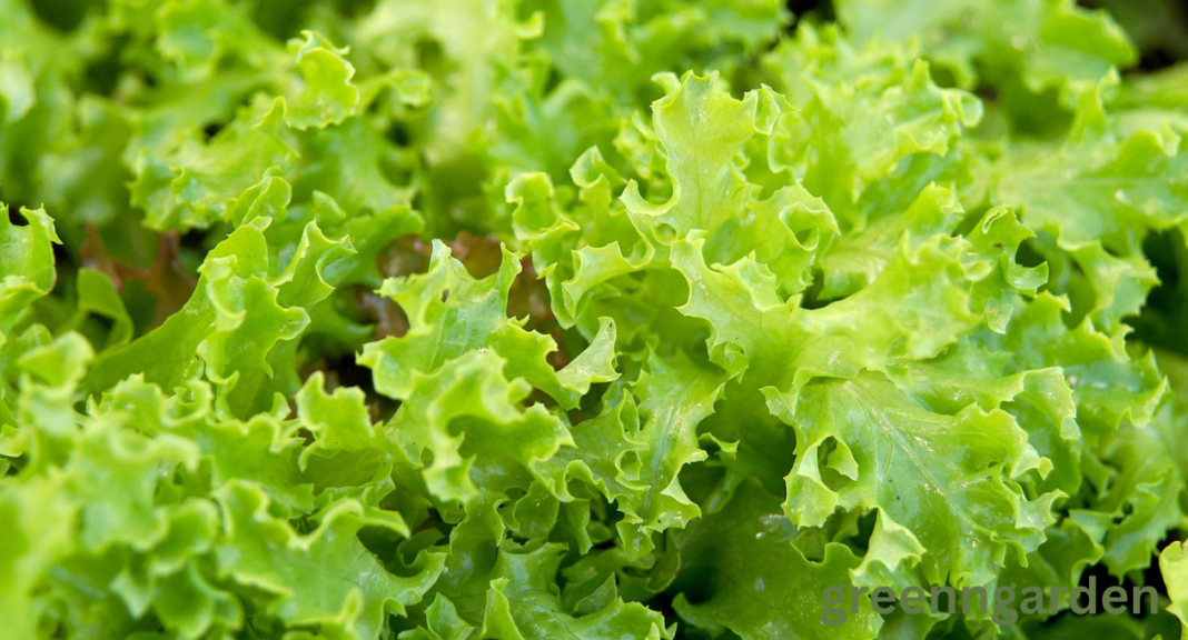 Lettuce Shortage