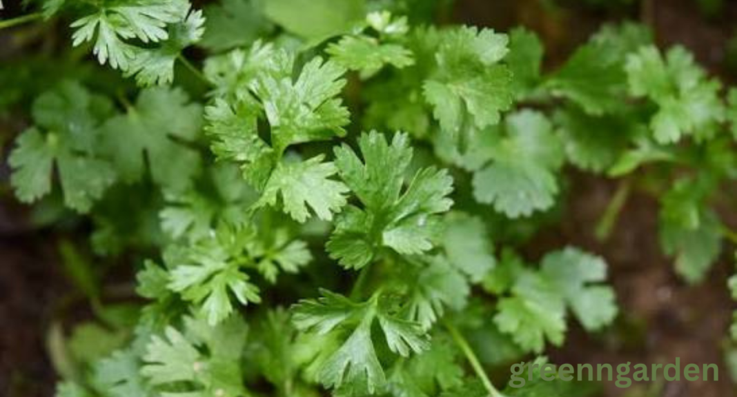 cilantro shortage