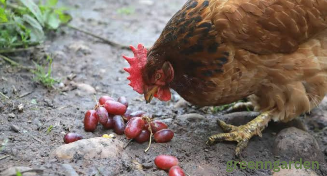 Can Chickens Eat Grapes