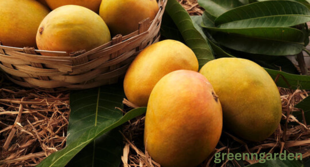 mango shortage