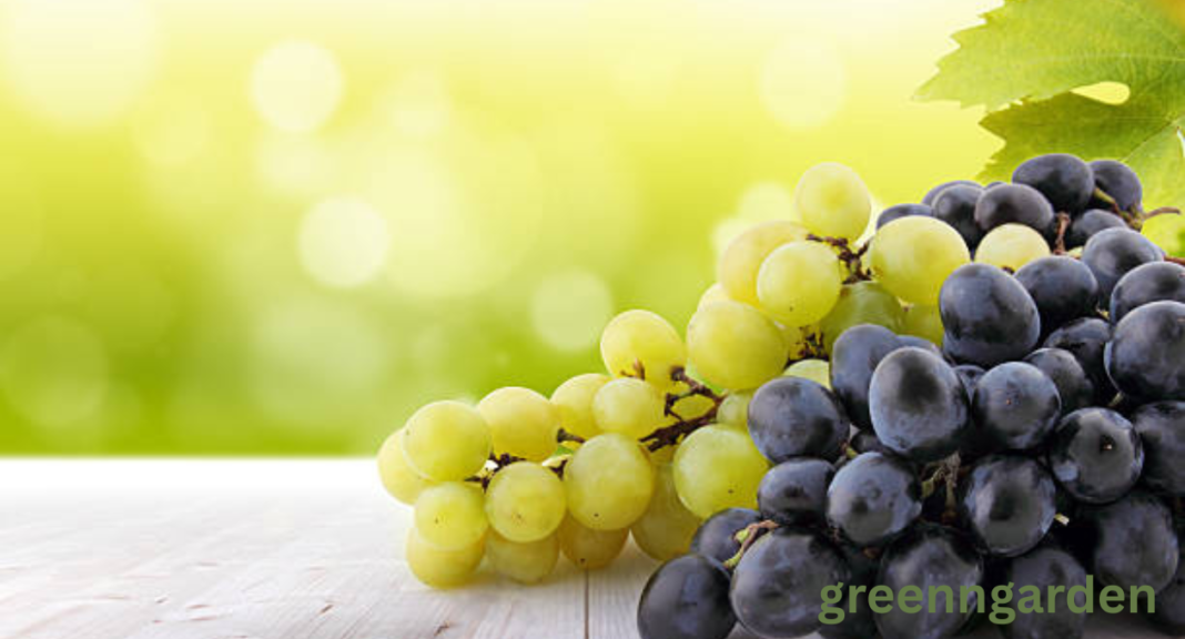 why are grapes so expensive