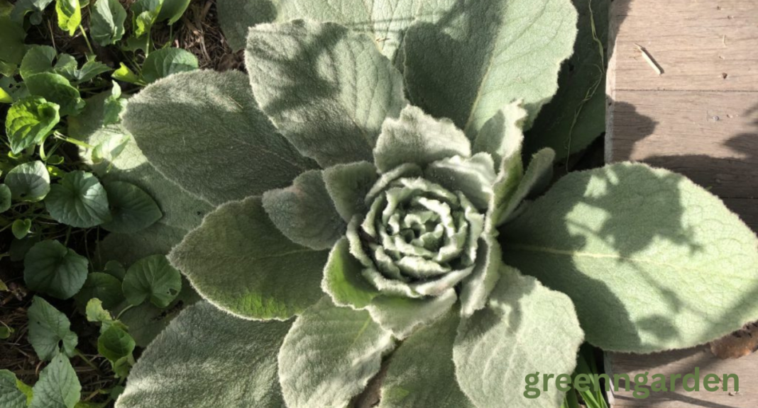Mullein Look Alikes