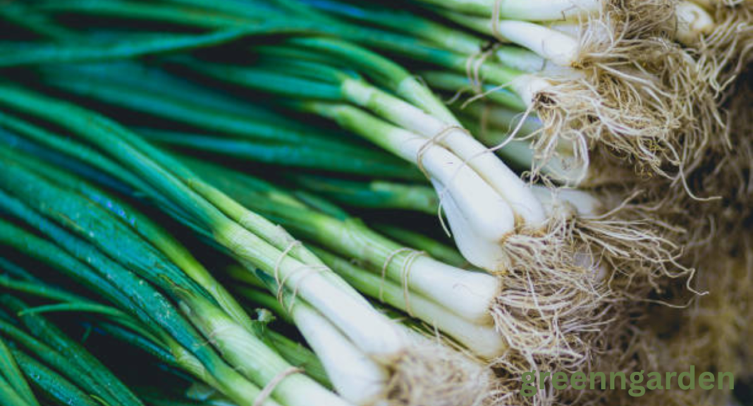 green onion shortage