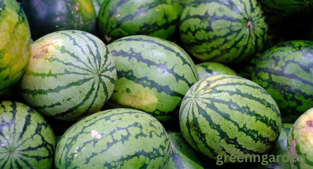 Watermelon Shortage