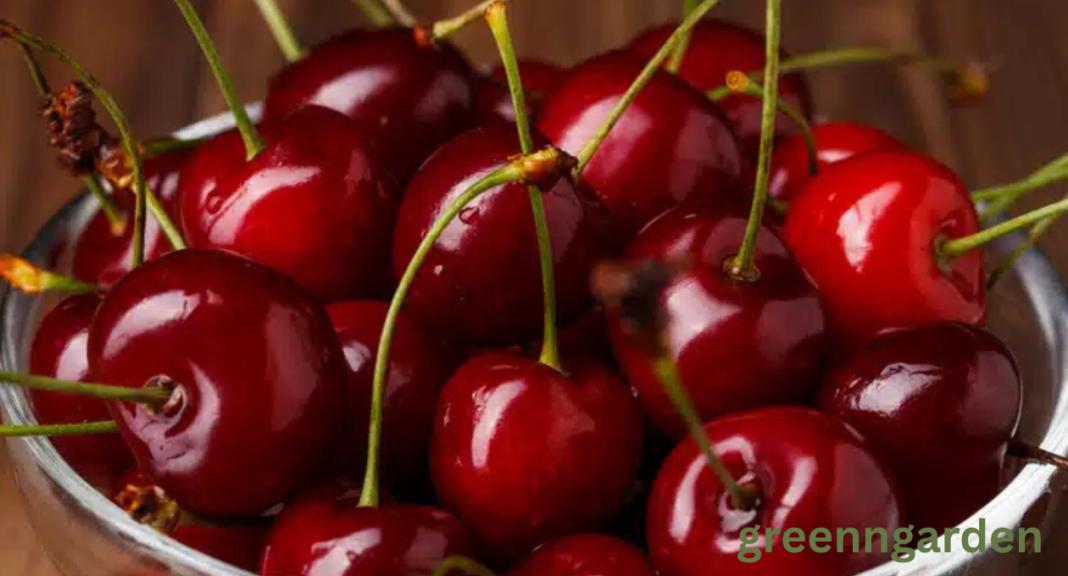 Cherry Harvest Labor Shortage