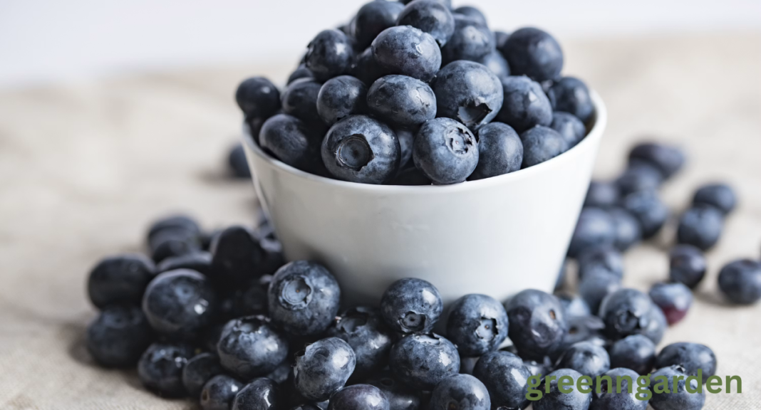 blueberry shortage