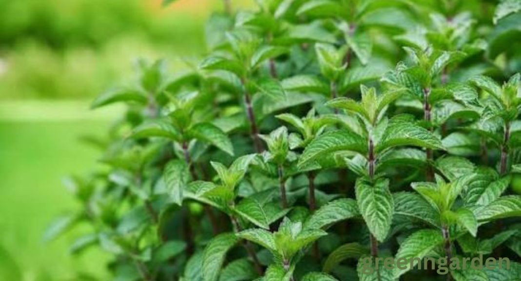 mint shortage
