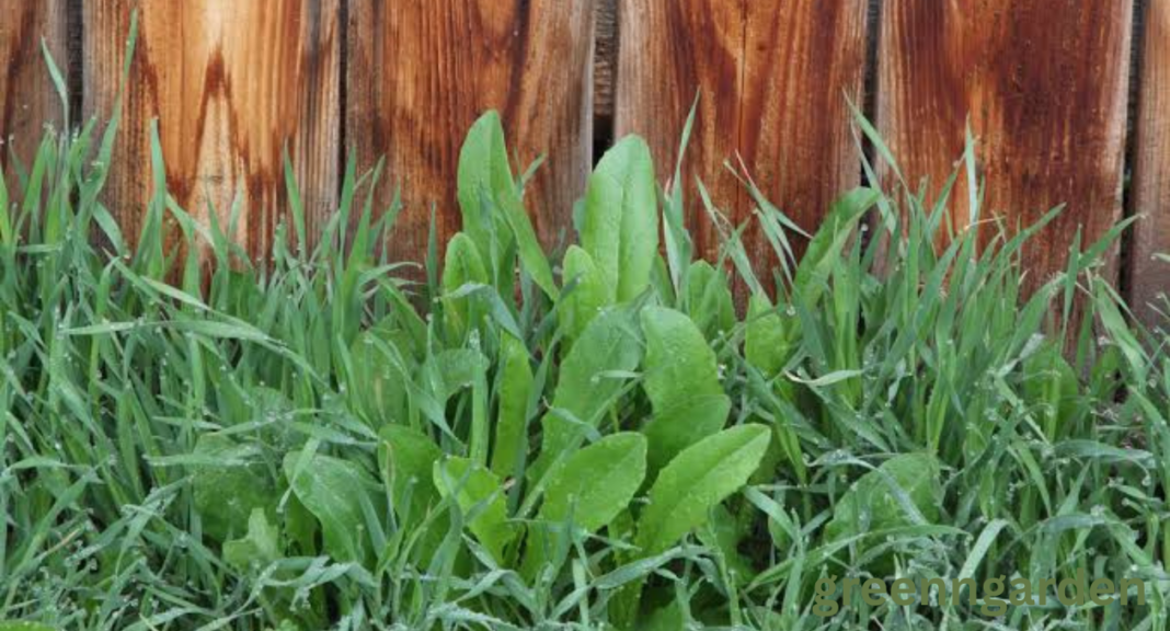 Wild Lettuce Look Alikes