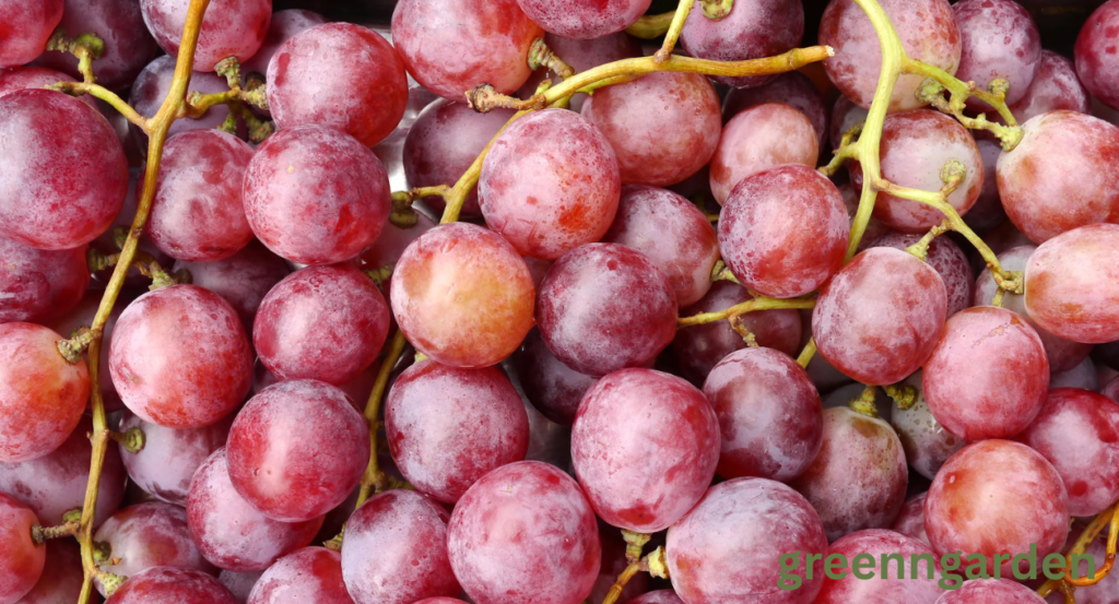 grape shortage