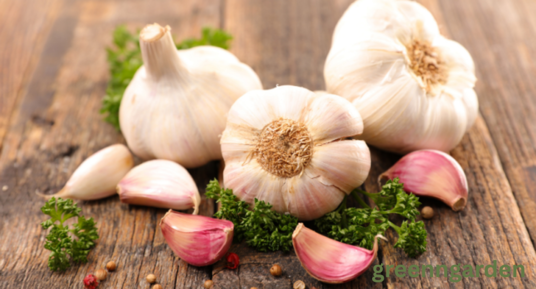 garlic shortage