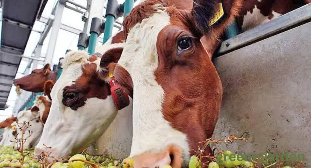 Can Cows Eat Grapes