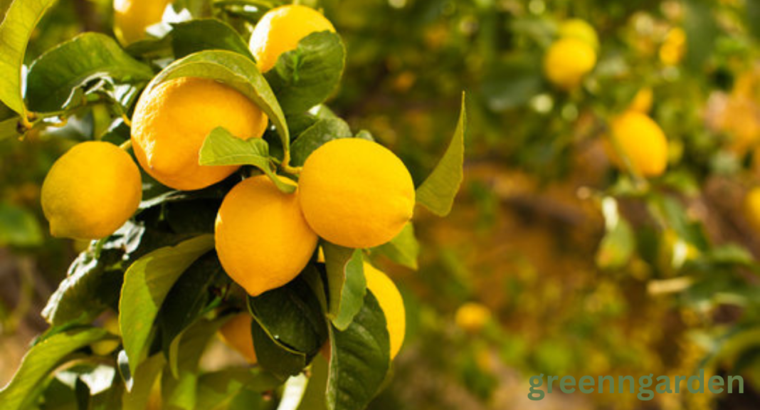 lemon shortage