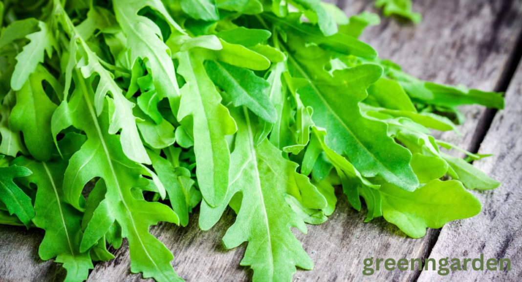 arugula shortage