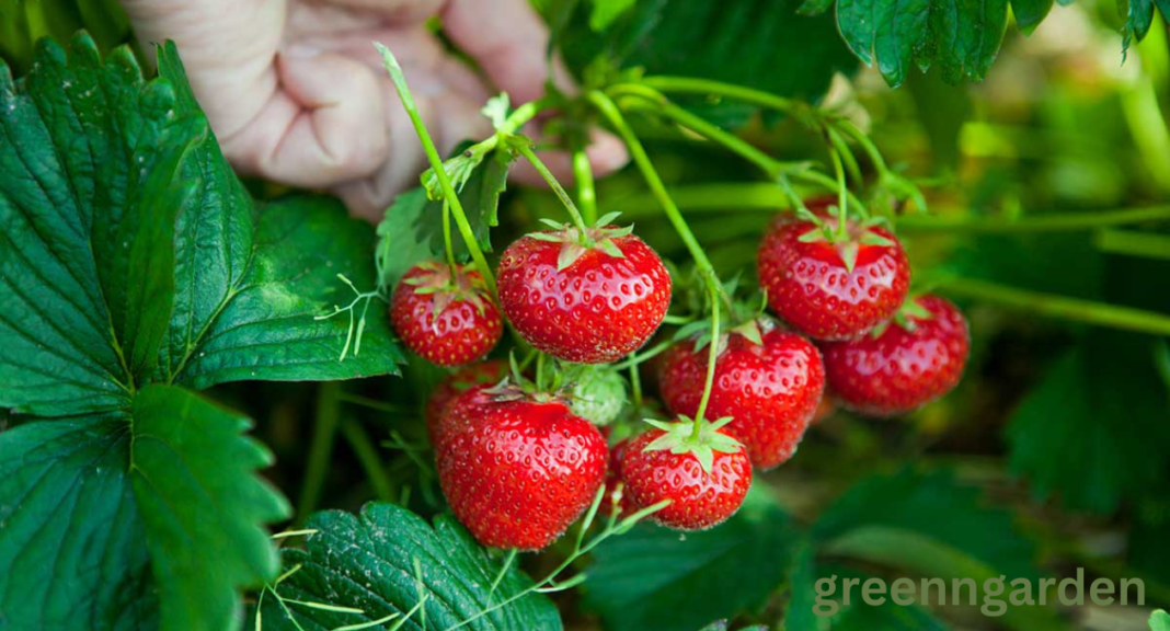 strawberry shortage