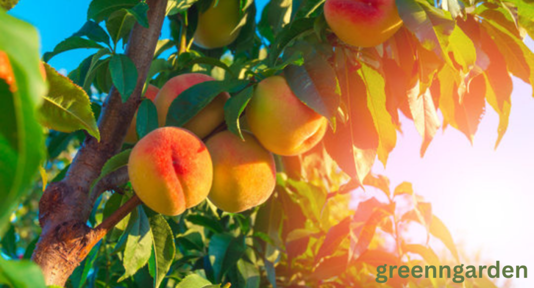 peach shortage