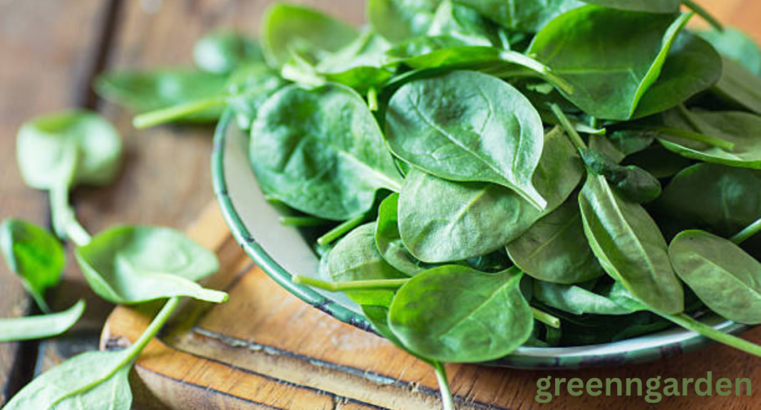 Spinach Shortage